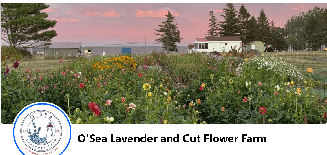 O'Sea Lavender and Cut Flower Farm 